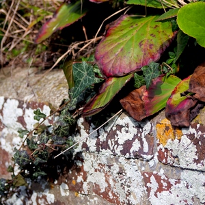 Lierre pendant sur un vieux mur de briques - France  - collection de photos clin d'oeil, catégorie plantes